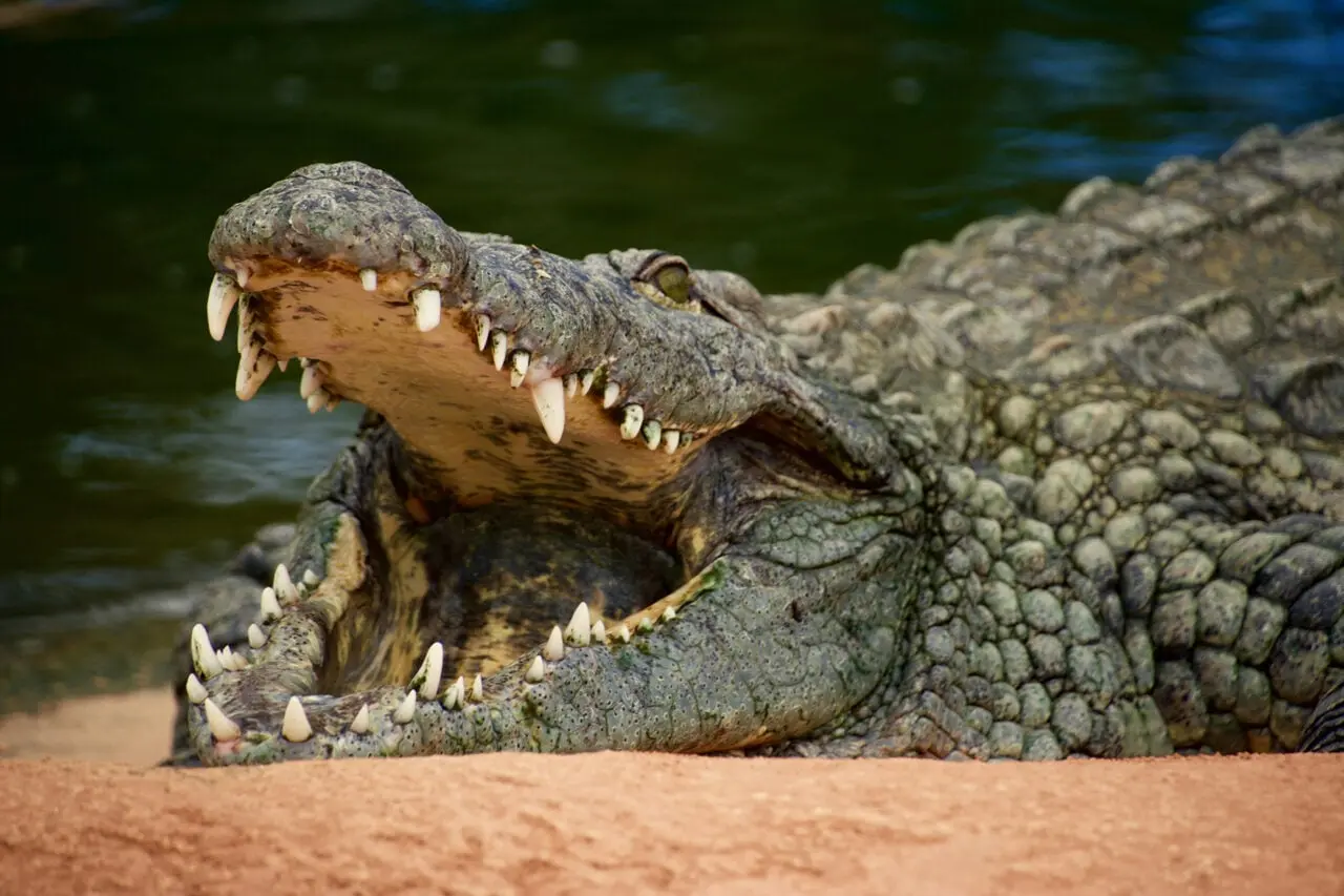 Singapore Faces Backlash Over Viral AI Crocodile Image