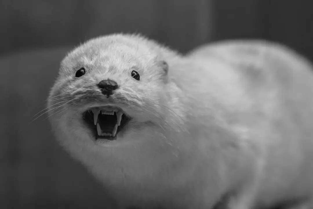 Otter.ai Secures $320M to Scale Enterprise AI Meeting Tools
